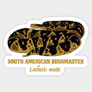 South American Bushmaster Lachesis Muta Sticker